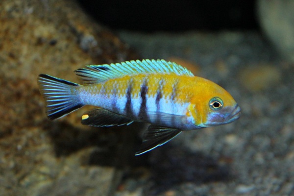 Cynotilapia