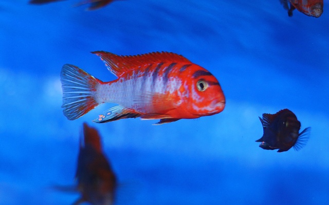 Labidochromis