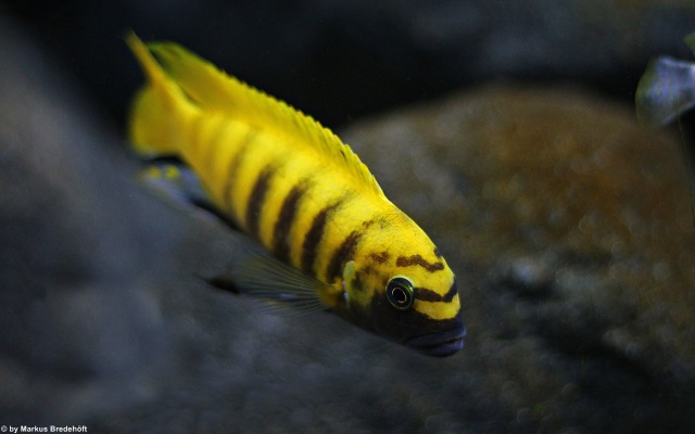 Metriaclima
