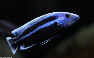 Melanochromis