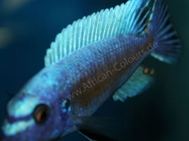 Labeotropheus