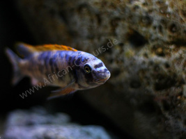 Trevawasae