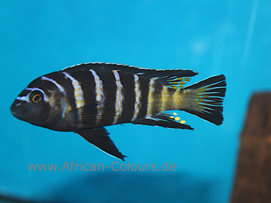 Pseudotropheus