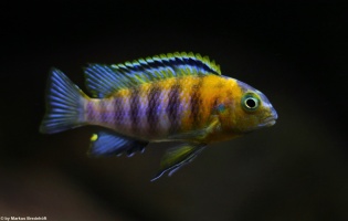 Tropheops