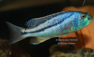 Aristochromis