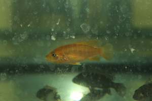 Abactochromis
