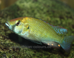 Astatotilapia