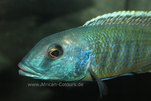 Buccochromis