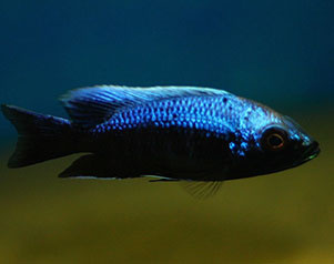 Copadichromis