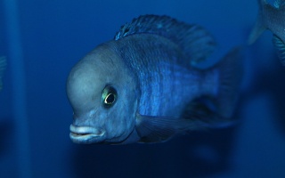 Cyrtocara