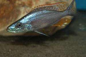 Dimidiochromis
