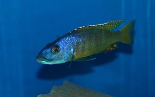 Exochromis