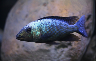 Fossorochromis