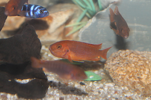 Iodotropheus