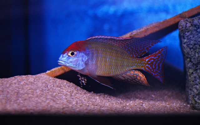 Lethrinops