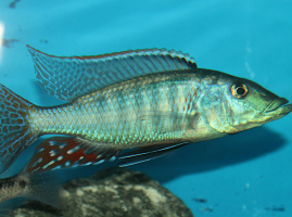 Lichnochromis