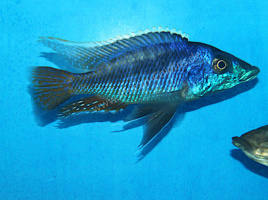 Mylochromis