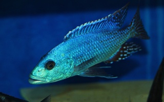 Nimbochromis
