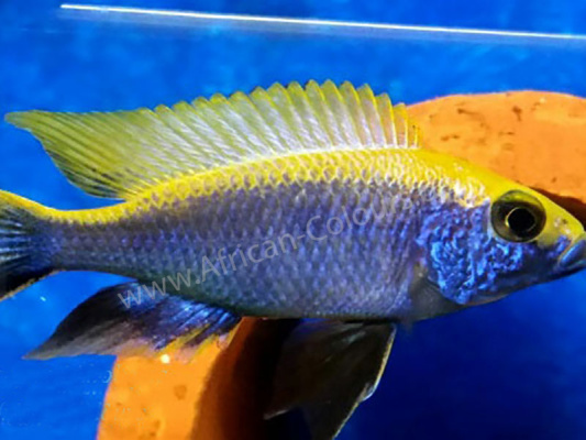 Otopharynx