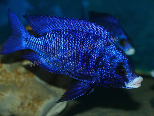 Placidochromis