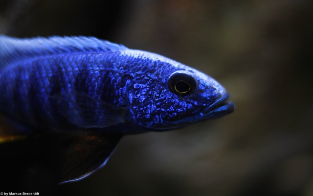 Sciaenochromis