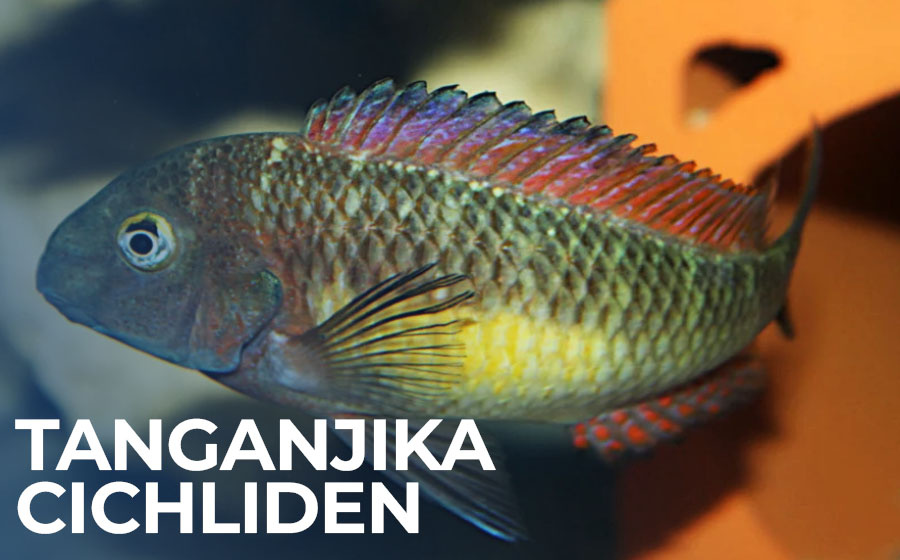 Tanganjika Cichliden Kategorien Bild
