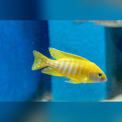 Aulonocara Baenschi Benga Weiblich 4,6-6 cm Wildfangnachzucht