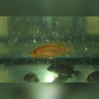 Abactochromis Labrosus WFNZ