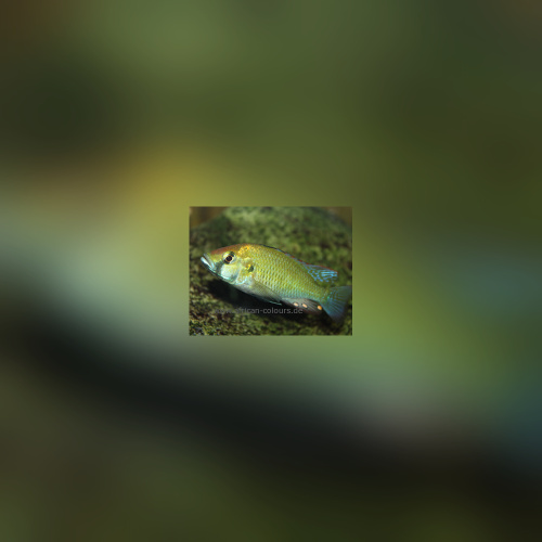 Astatilapia Calliptera Namalenje