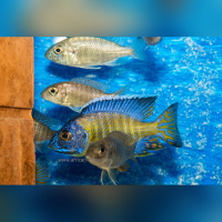 Aulonocara Blue Neon Chiwindi (Moz) WFNZ