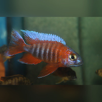 Aulonocara Eureka