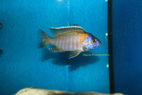 Aulonocara Gertrudae WFNZ