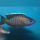 Aulonocara Gertrudae WFNZ