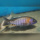 Aulonocara Gertrudae WFNZ
