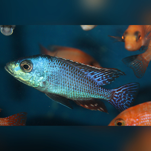 Protomelas Similis  WF/WFNZ
