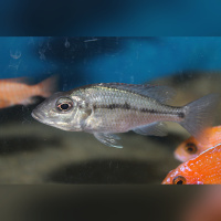Protomelas Similis  WF/WFNZ