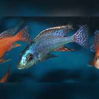 Protomelas Similis  WF/WFNZ