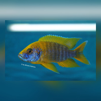 Aulonocara Mamelela „Undu Reef“ WF /DNZ