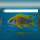 Aulonocara Mamelela „Undu Reef“ WF /DNZ