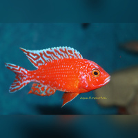 Aulonocara Firefish