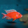 Aulonocara Firefish