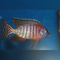 Aulonocara Red Rubin