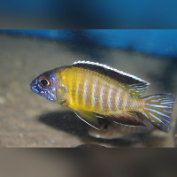 Aulonocara Steveni Hongi nice Colour