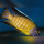 Aulonocara Steveni Hongi nice Colour