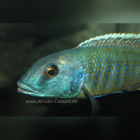 Buccochromis Lepturus