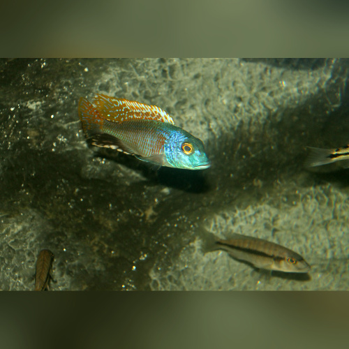 Buccochromis Nototaenia