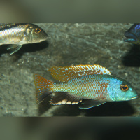Buccochromis Nototaenia