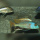 Buccochromis Nototaenia