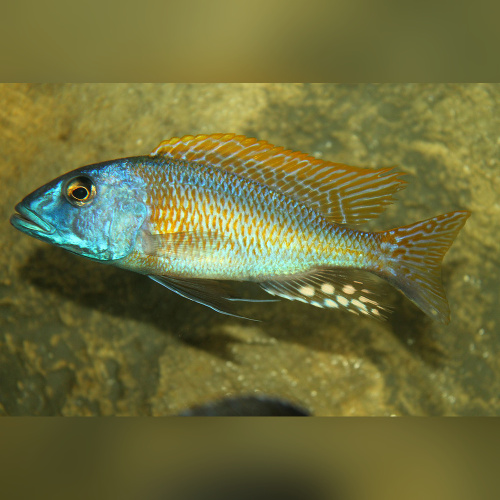 Bucchochromis Rhoadesi Yellow WFNZ