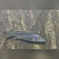 Buccochromis Spectabilis